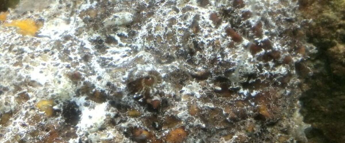 Looks like a stone but this is a "stonefish". Most venomous fish in existence.