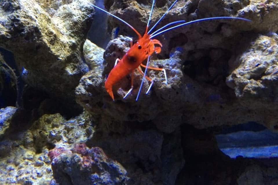 A red shrimp with long antennae on a rocky underwater surface.