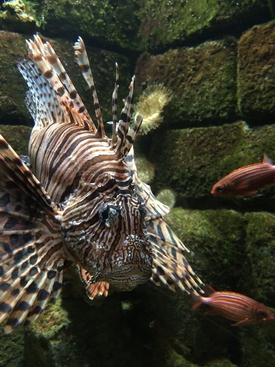 Lionfish
