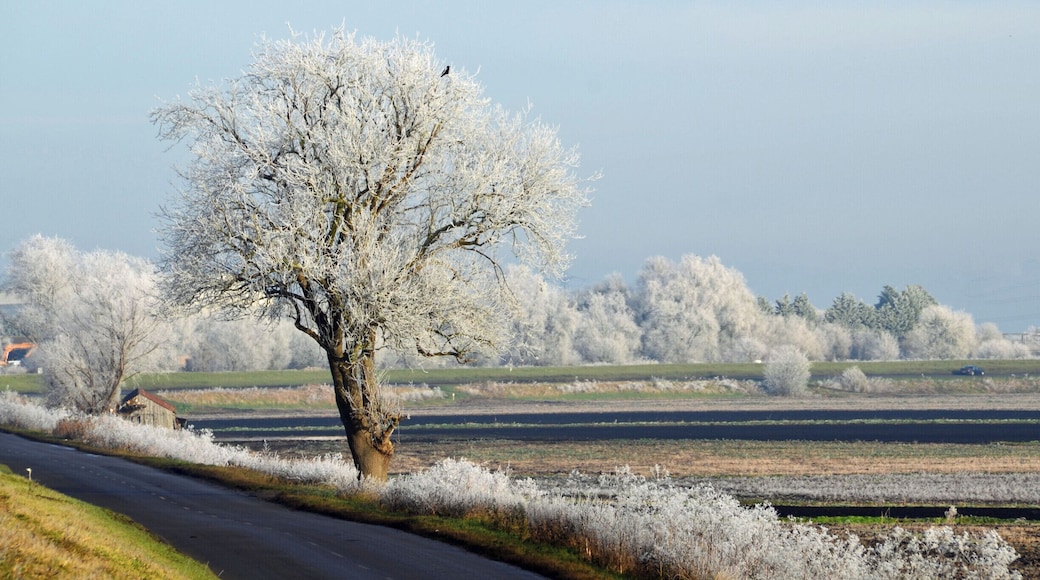 District de East Cambridgeshire