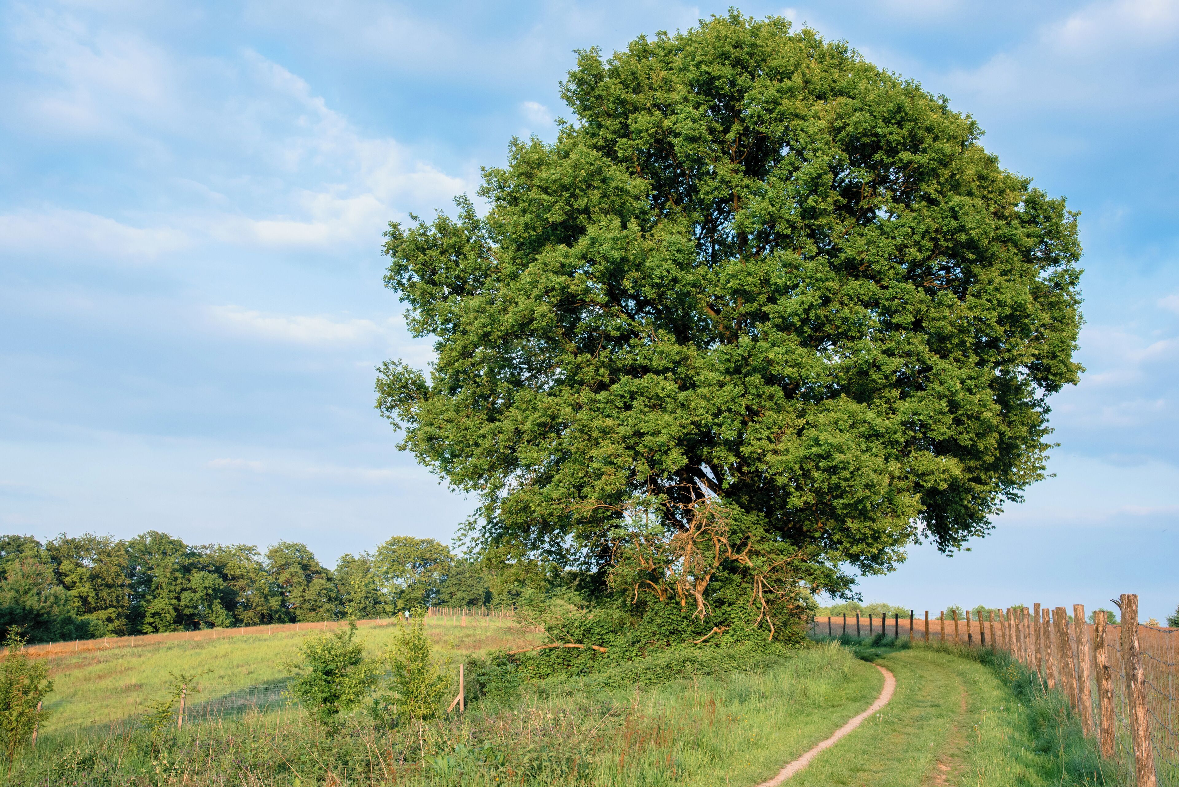 A large tree in a grassy field with a dirt path and a wooden fence.