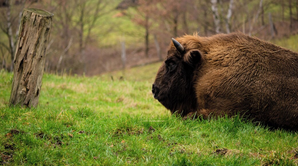 One of two European bisons living in the ice age game reserve in the Neanderthal. They are almost extinct.
