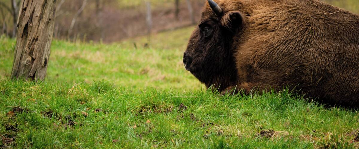 One of two European bisons living in the ice age game reserve in the Neanderthal. They are almost extinct.