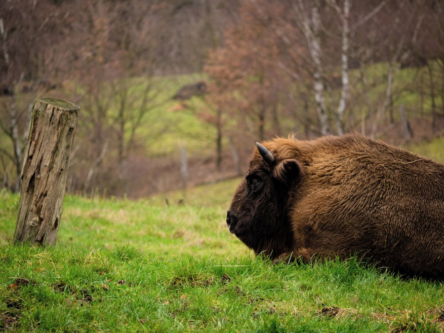 One of two European bisons living in the ice age game reserve in the Neanderthal. They are almost extinct.