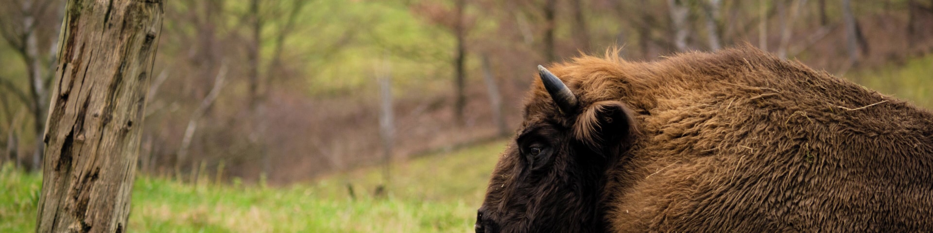 One of two European bisons living in the ice age game reserve in the Neanderthal. They are almost extinct.
