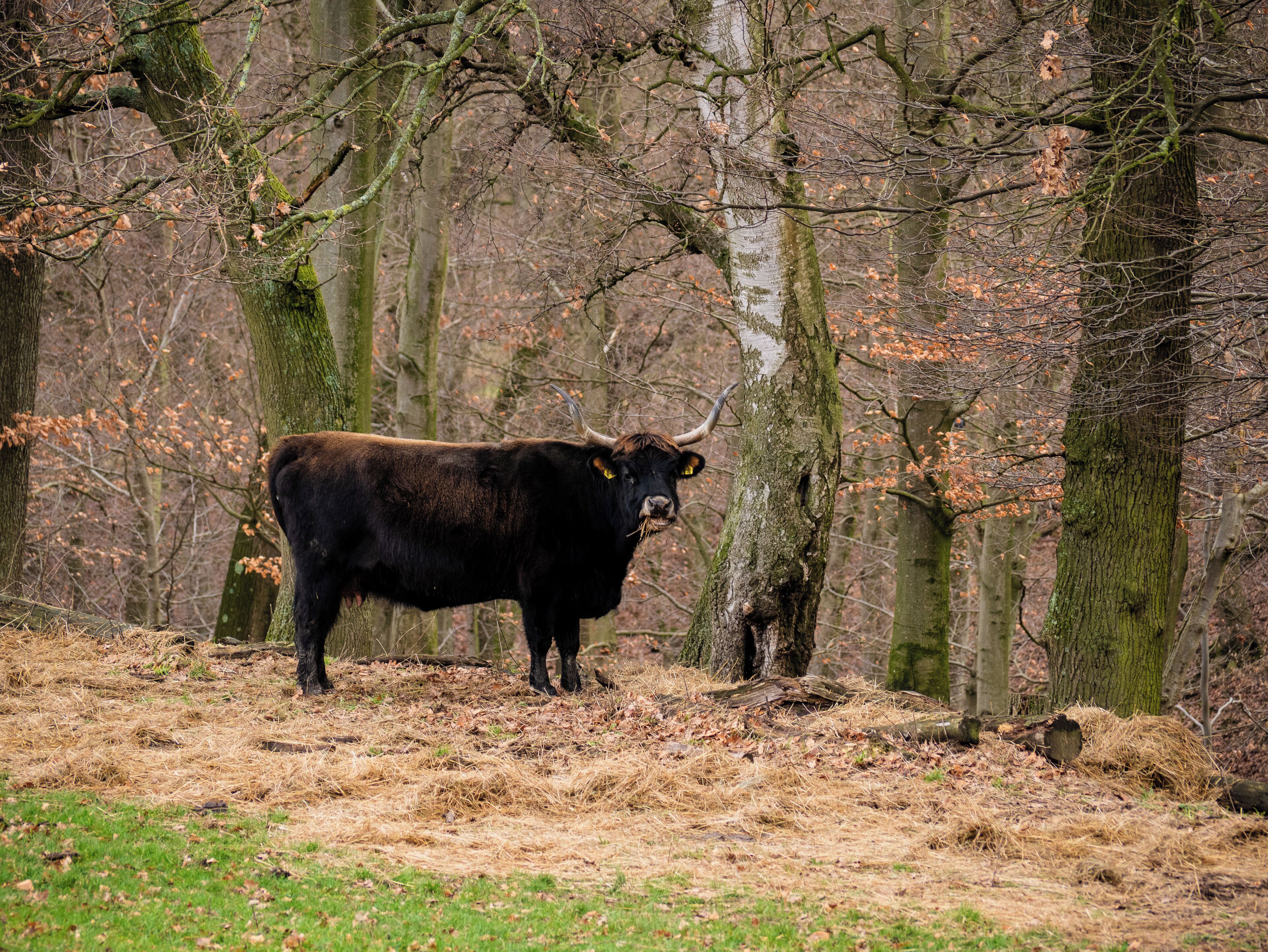 An except bullock cow. The species is actually extinct. The cows in the Neanderthal were bred by the Heck brothers in the 1920s.