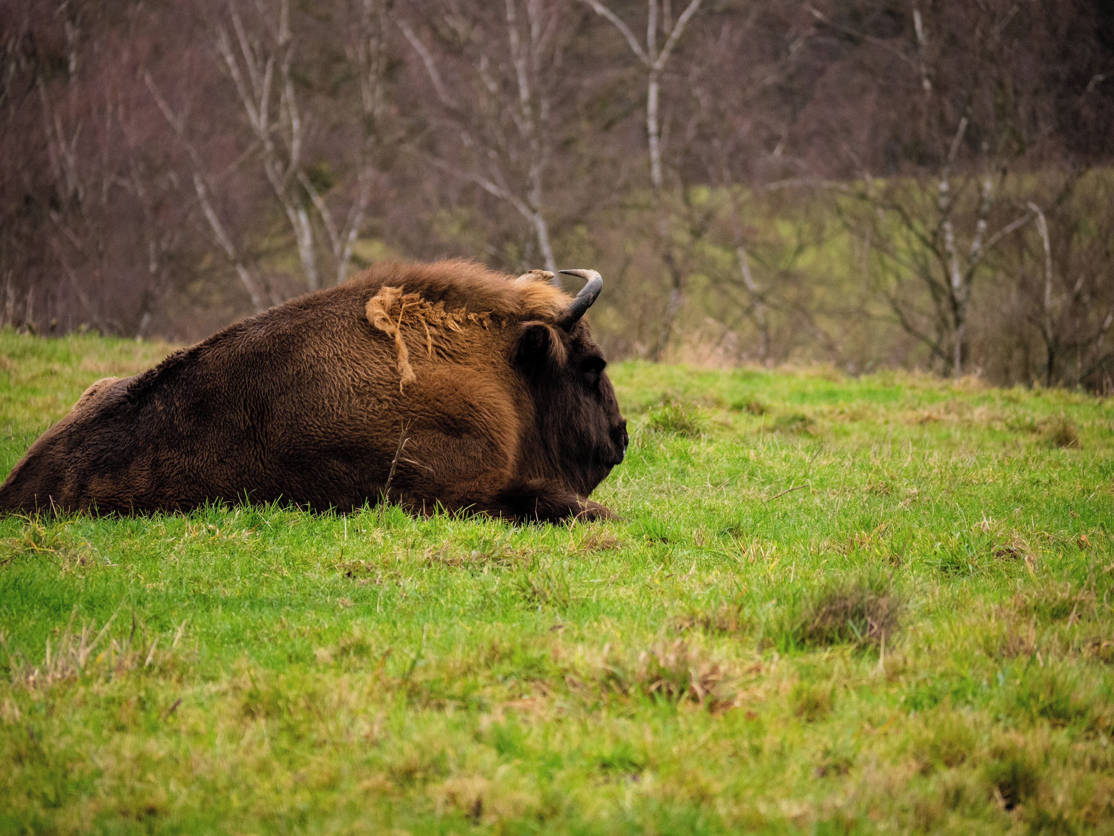 One of two European bisons living in the ice age game reserve in the Neanderthal. They are almost extinct. 