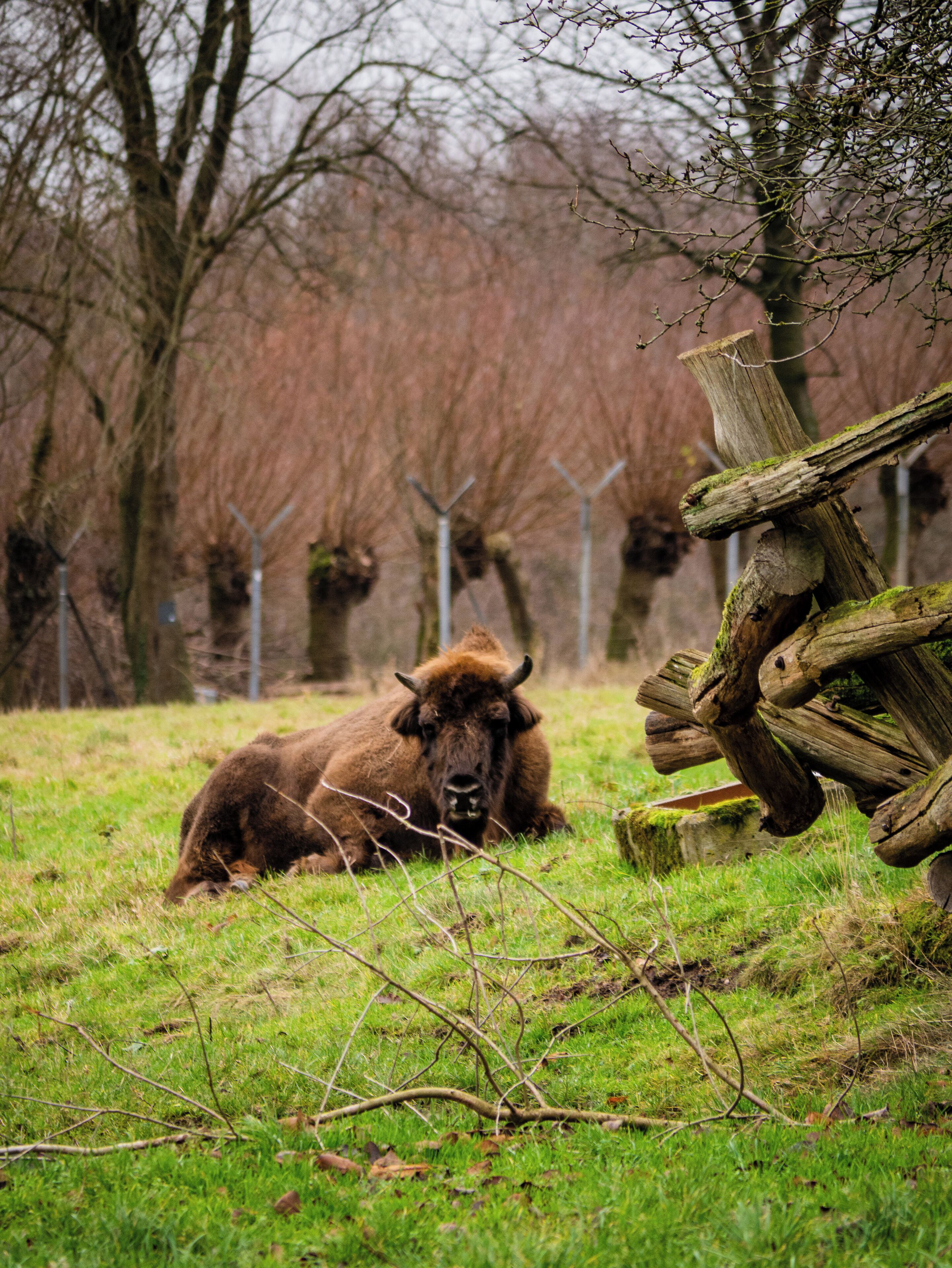 A bison resting in a grassy field with trees and a wooden fence in the background.