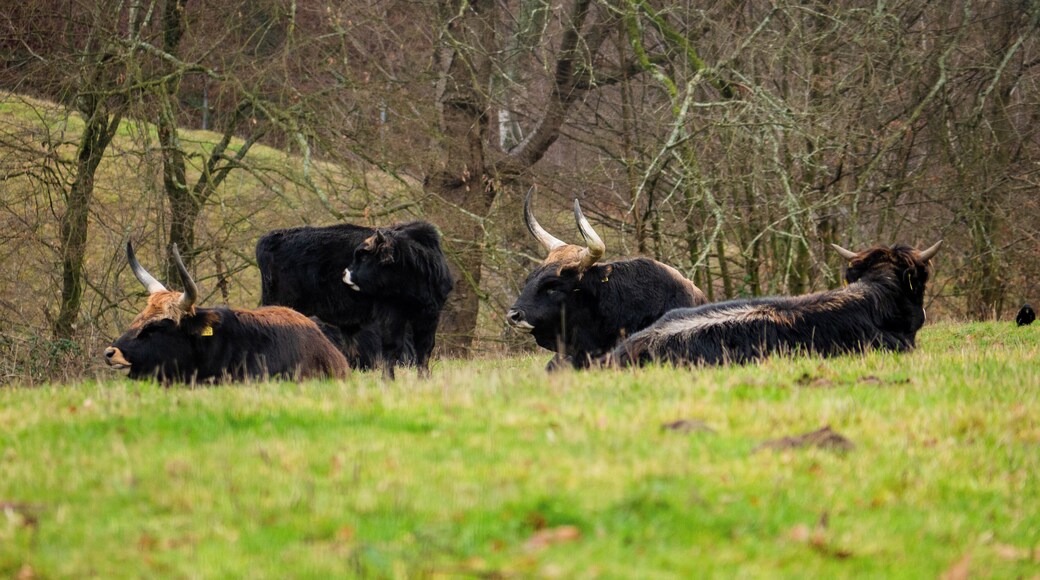 Except bullocks. The species is actually extinct. The cows in the Neanderthal were bred by the Heck brothers in the 1920s.