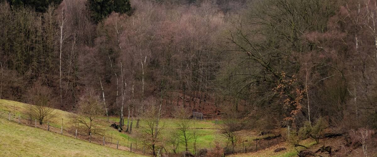 A rural landscape with a grassy field, a small stream, and a forested hill in the background.