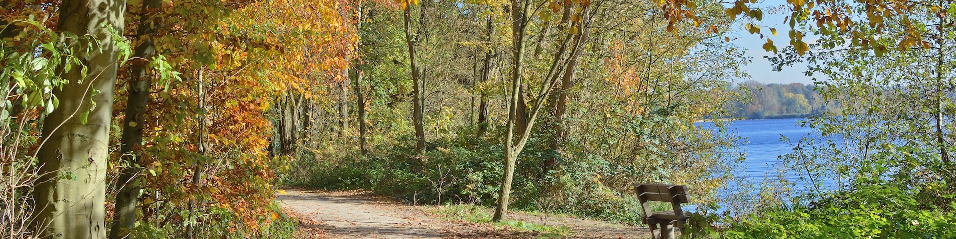 A forest path leading to a bench by a lake.