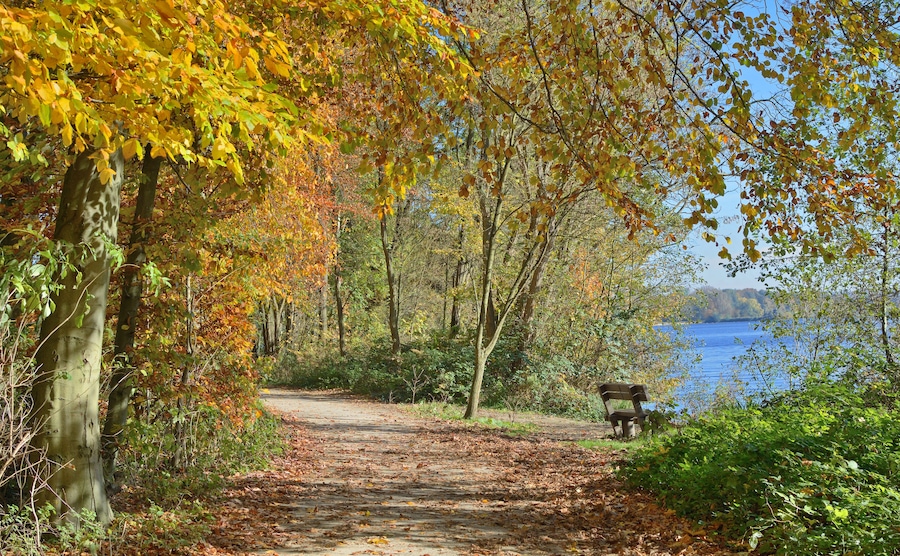 Un sentier forestier qui mène à un banc au bord d’un lac.