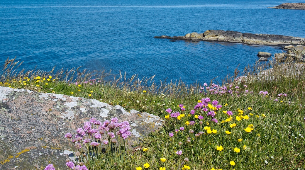 Falkenberg showing wildflowers and general coastal views