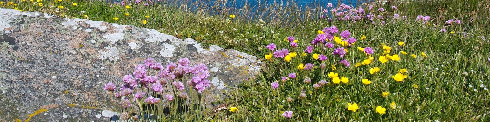 Falkenberg som inkluderar blommor och kustutsikter