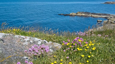 Falkenberg fasiliteter samt kyst og villblomster