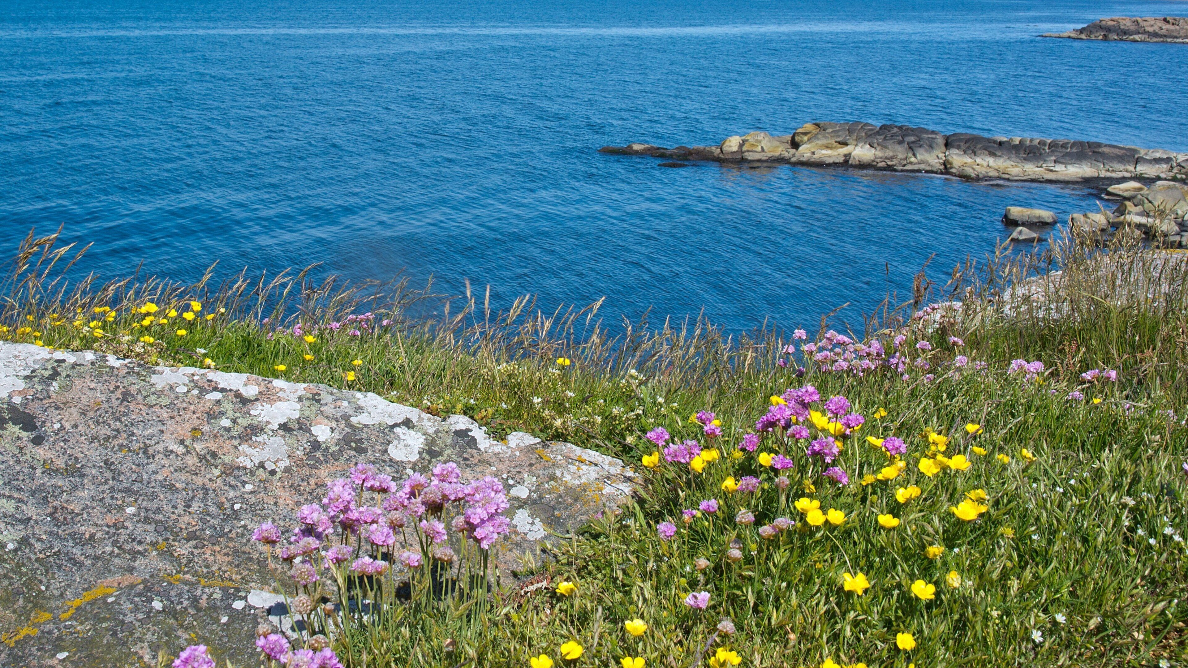 A coastal landscape with a rocky shoreline, vibrant wildflowers, and a clear blue sea.