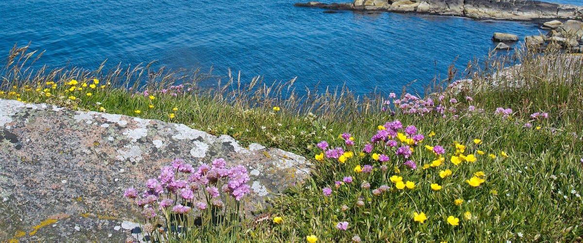 A coastal landscape with a rocky shoreline, vibrant wildflowers, and a clear blue sea.