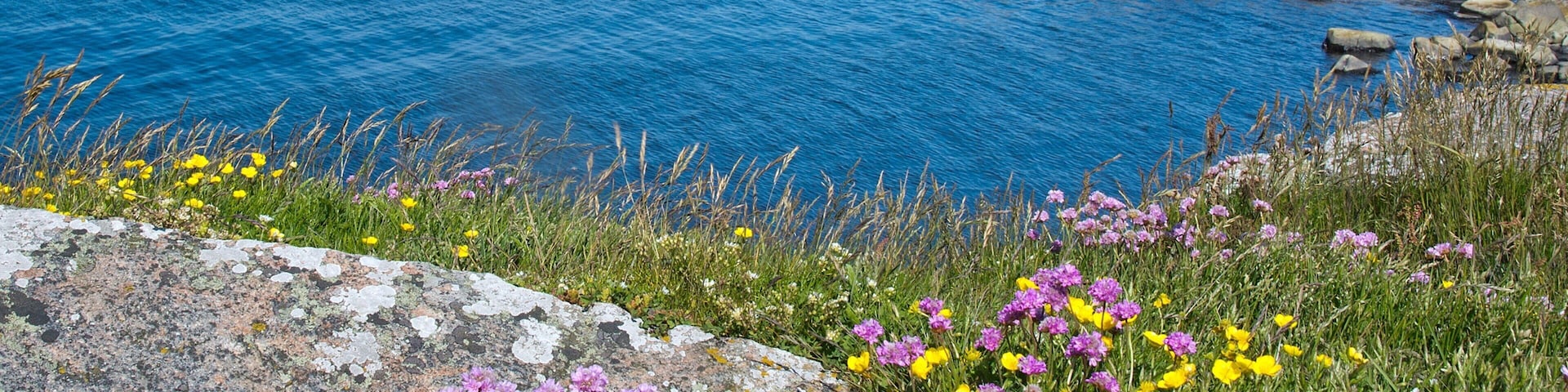 A coastal landscape with a rocky shoreline, vibrant wildflowers, and a clear blue sea.