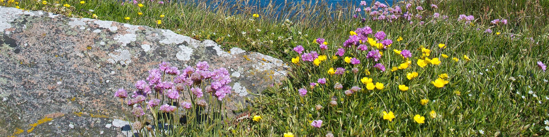 Blossoming coastal green landscape with blue water, Falkenberg, Sweden.