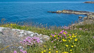 Blossoming coastal green landscape with blue water, Falkenberg, Sweden.