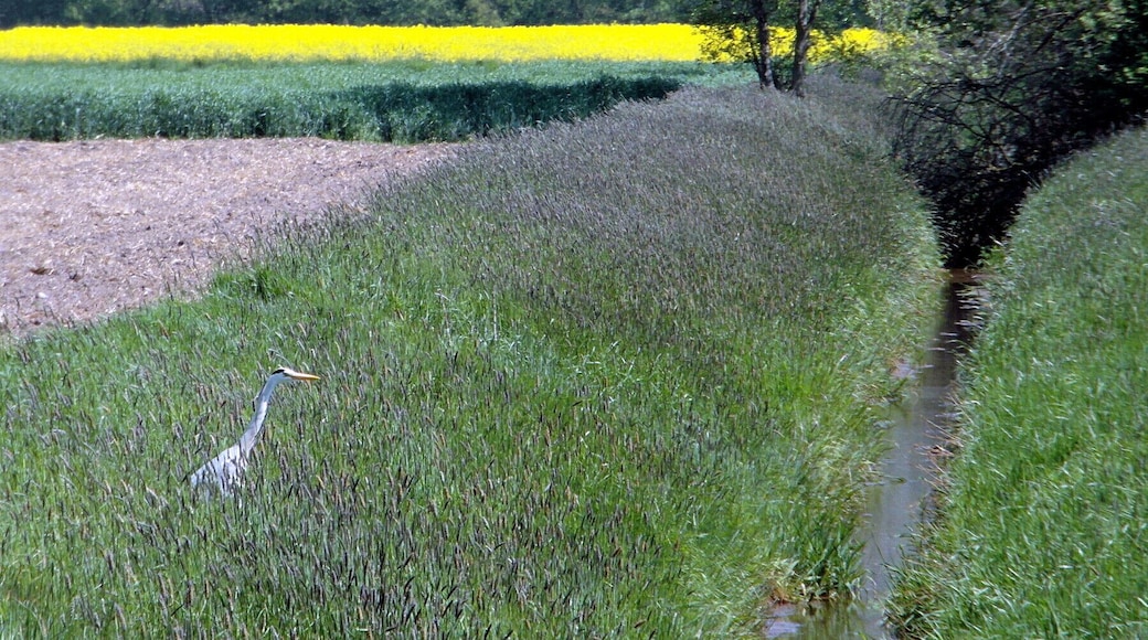 Ein Graureiher am Ufer des Ricklinger Mühlengraben südlich des Garbsener Stadtteils Horst in der Region Hannover. Der Graben bildet hier den Südrand des Landschaftsschutzgebiets Garbsener Moorgeest (LSG H 00061)