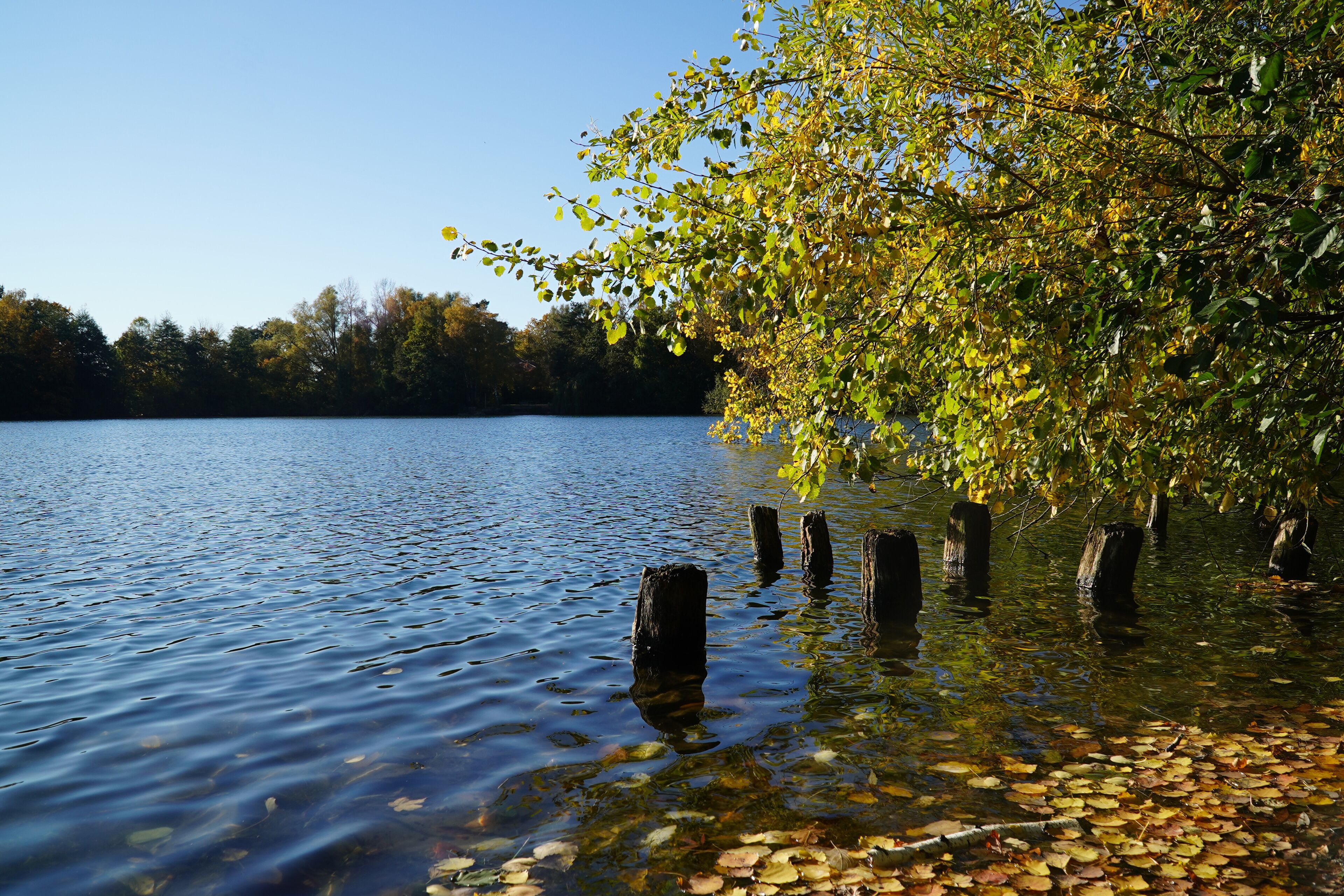 A calm lake with clear water, surrounded by trees with green and yellow leaves.