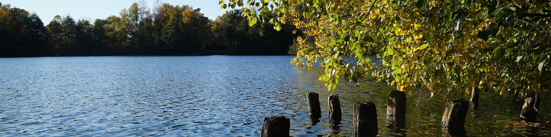 A calm lake with clear water, surrounded by trees with green and yellow leaves.