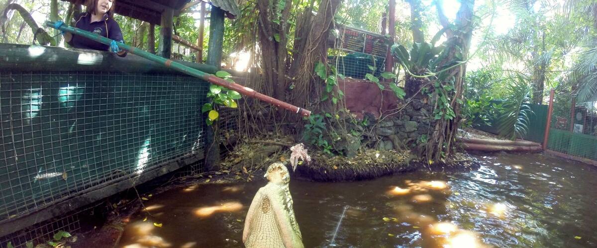 # troveon Green island isn't just about water activities - there's also a croc park on the island! See a show without the crowds here at this awesome family owned and operated park.
www.cheskiesgaplife.com/exploring-green-island-minus-the-crowds-with-cairns-adventure-cruises