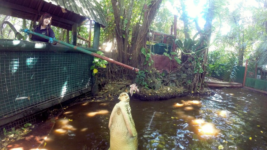 # troveon Green island isn't just about water activities - there's also a croc park on the island! See a show without the crowds here at this awesome family owned and operated park.
www.cheskiesgaplife.com/exploring-green-island-minus-the-crowds-with-cairns-adventure-cruises