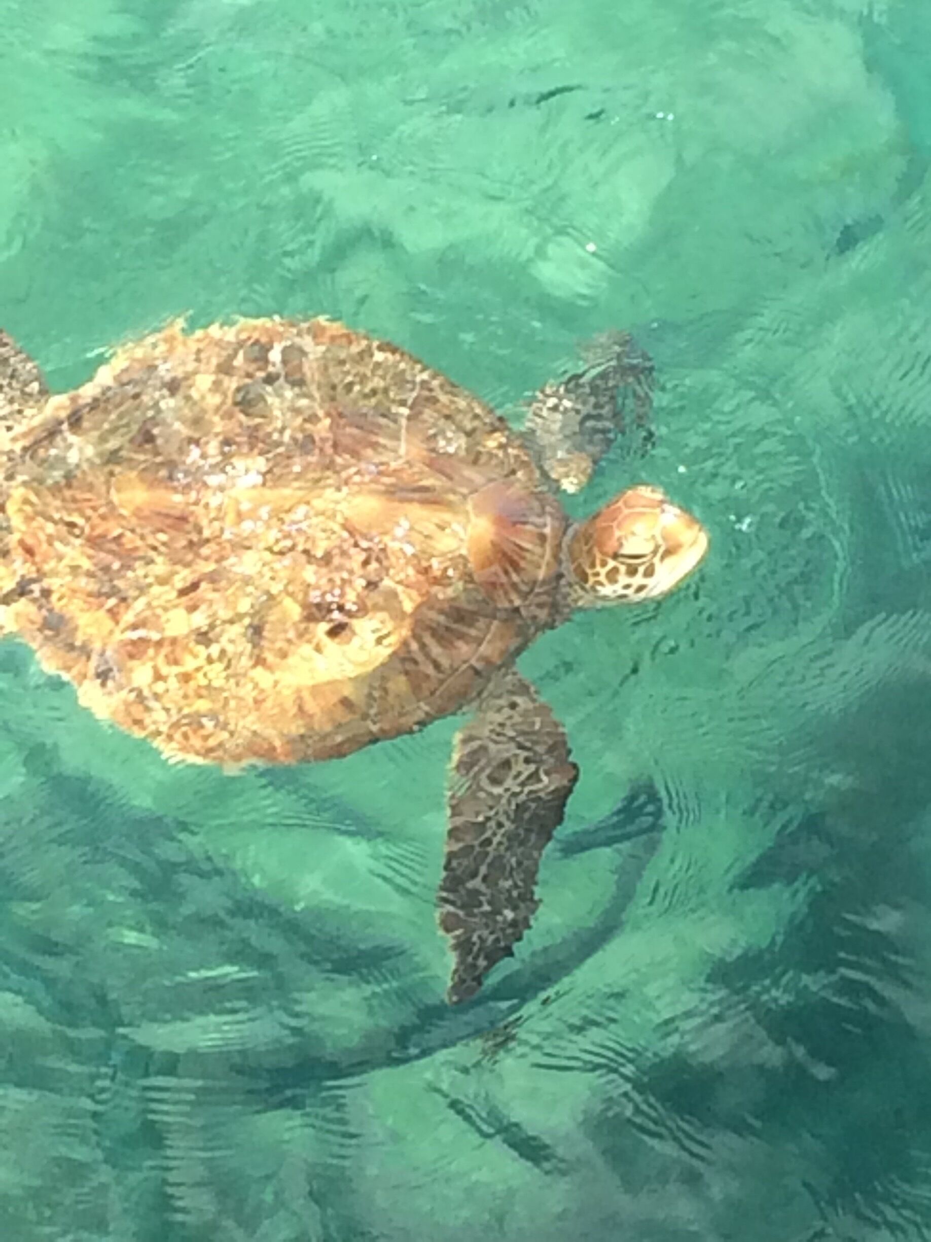 Stayed on green island at the Great Barrier Reef and spotted so many sea turtles just off shore :) 