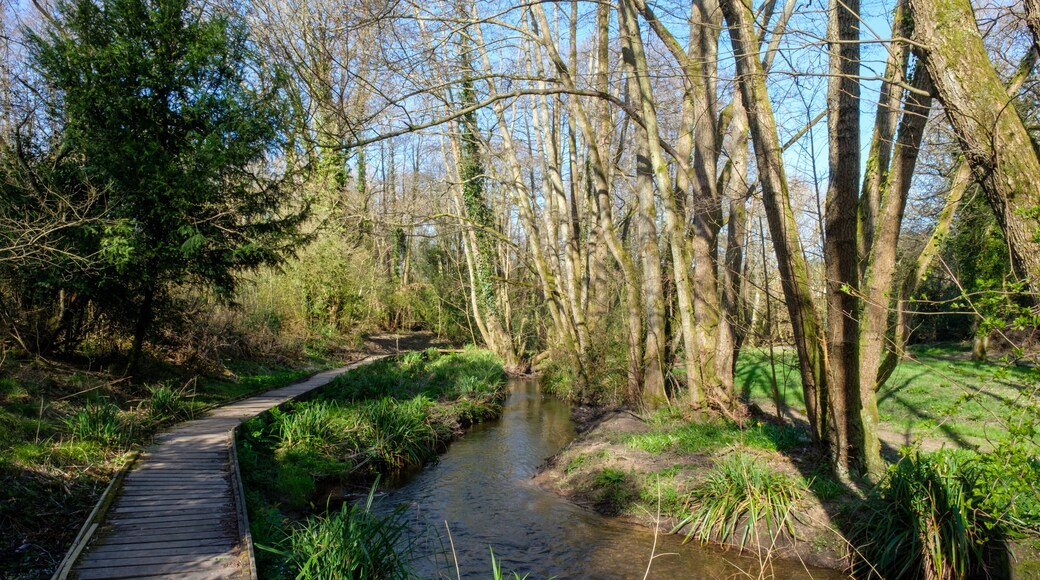 Local walk around Shottermill