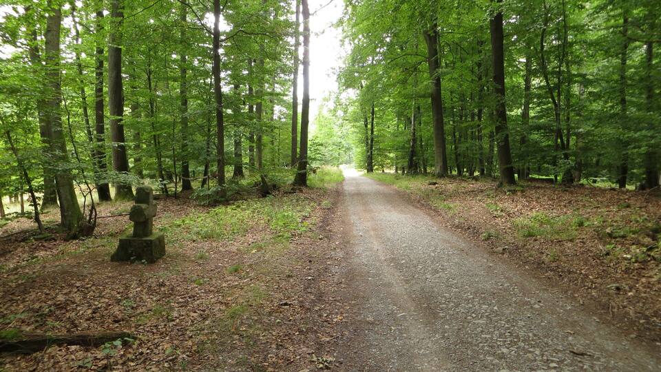 A forested path with tall trees and a stone marker.