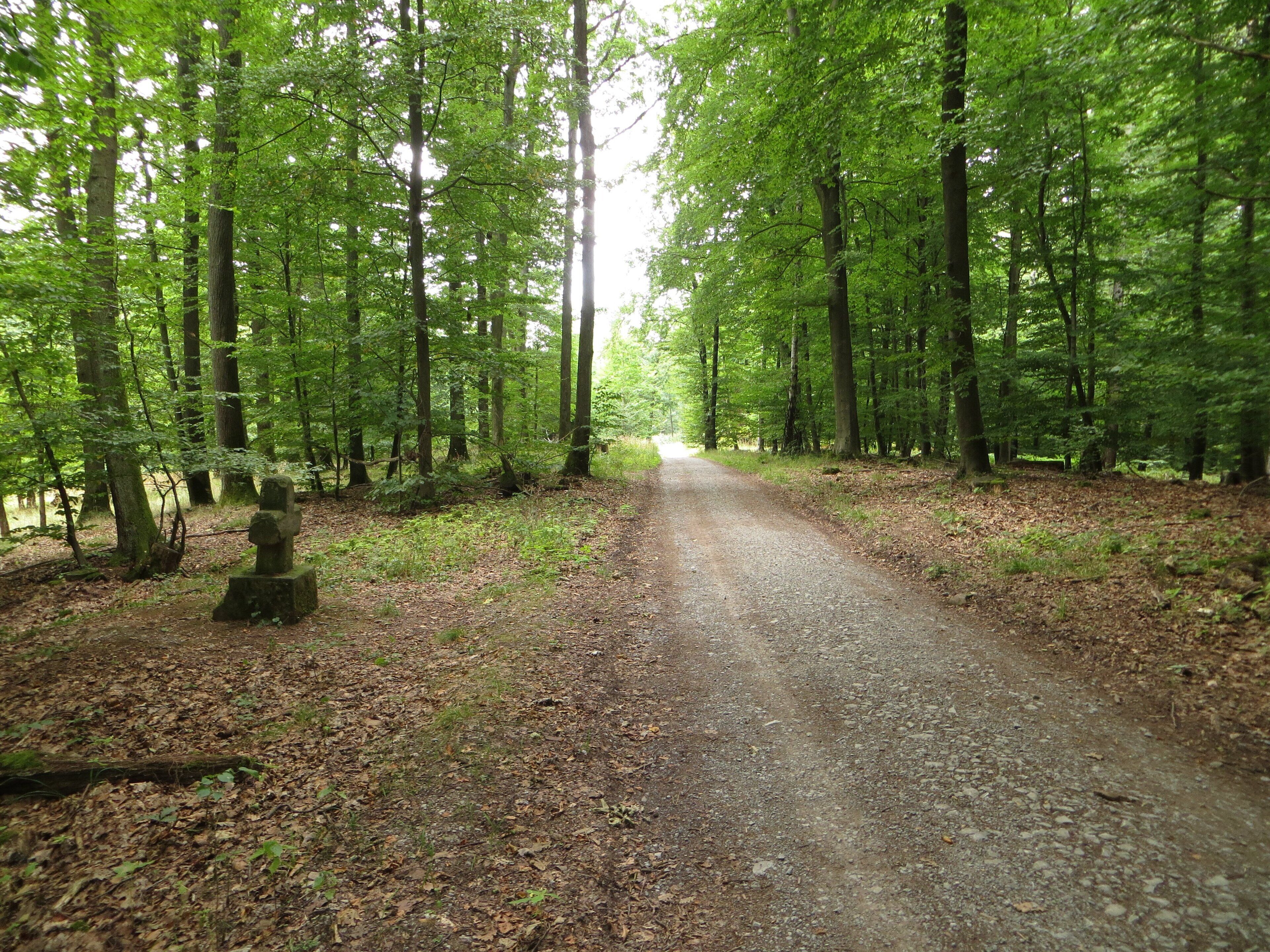 A forested path with tall trees and a stone marker.