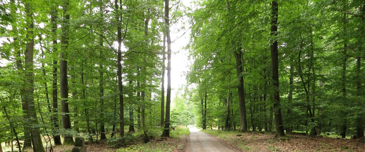 A forested path with tall trees and a stone marker.