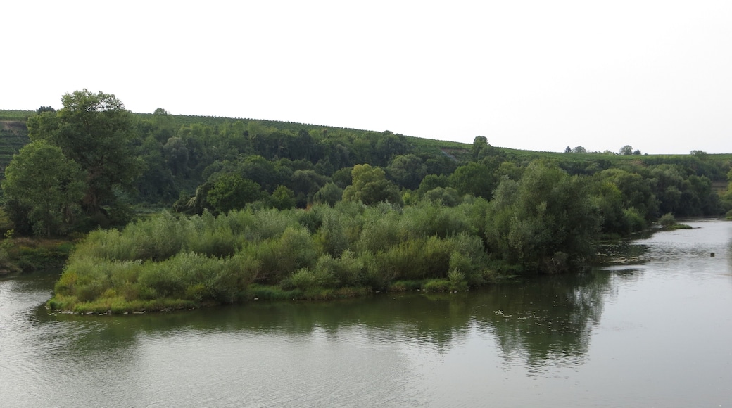 Der Neckar-Altarm nördlich des Stauwehrs Horkheim, Teil des Naturschutzgebiets Altneckar Horkheim. Blick von der Horkheimer Insel