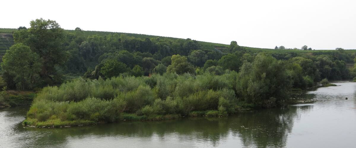Der Neckar-Altarm nördlich des Stauwehrs Horkheim, Teil des Naturschutzgebiets Altneckar Horkheim. Blick von der Horkheimer Insel
