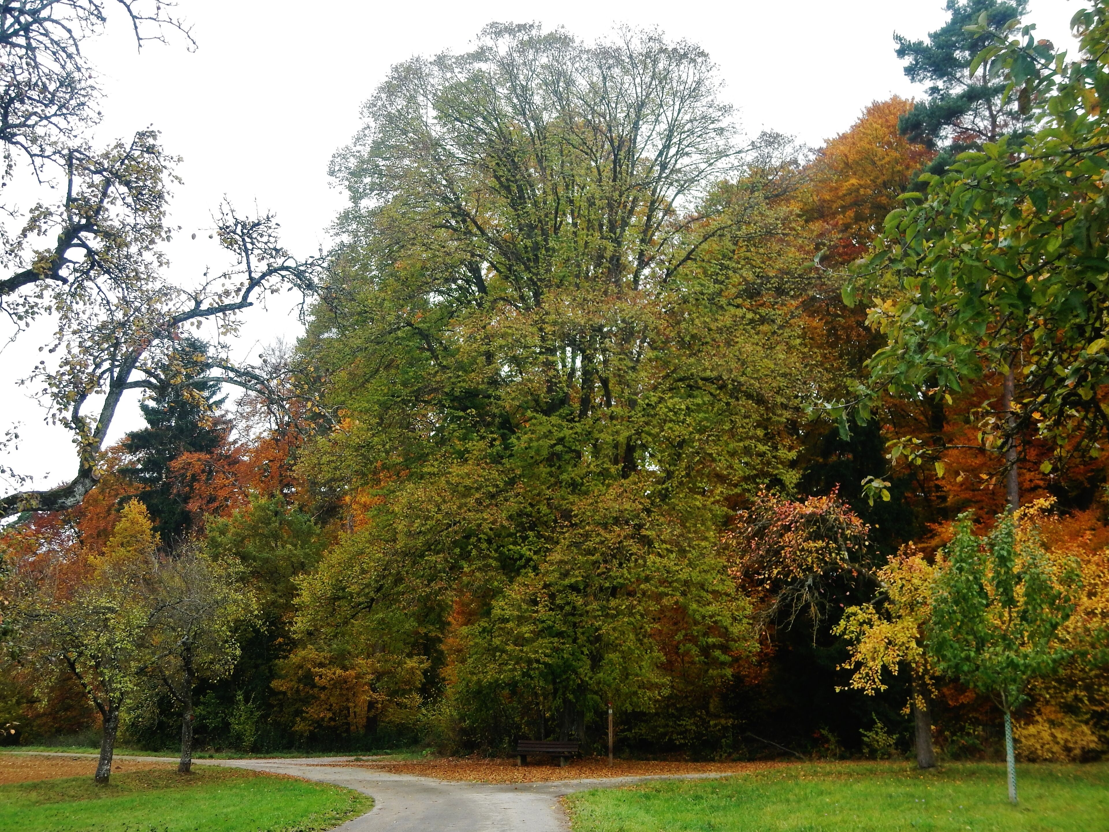Friedenslinde von 1871 bei Oberjesingen