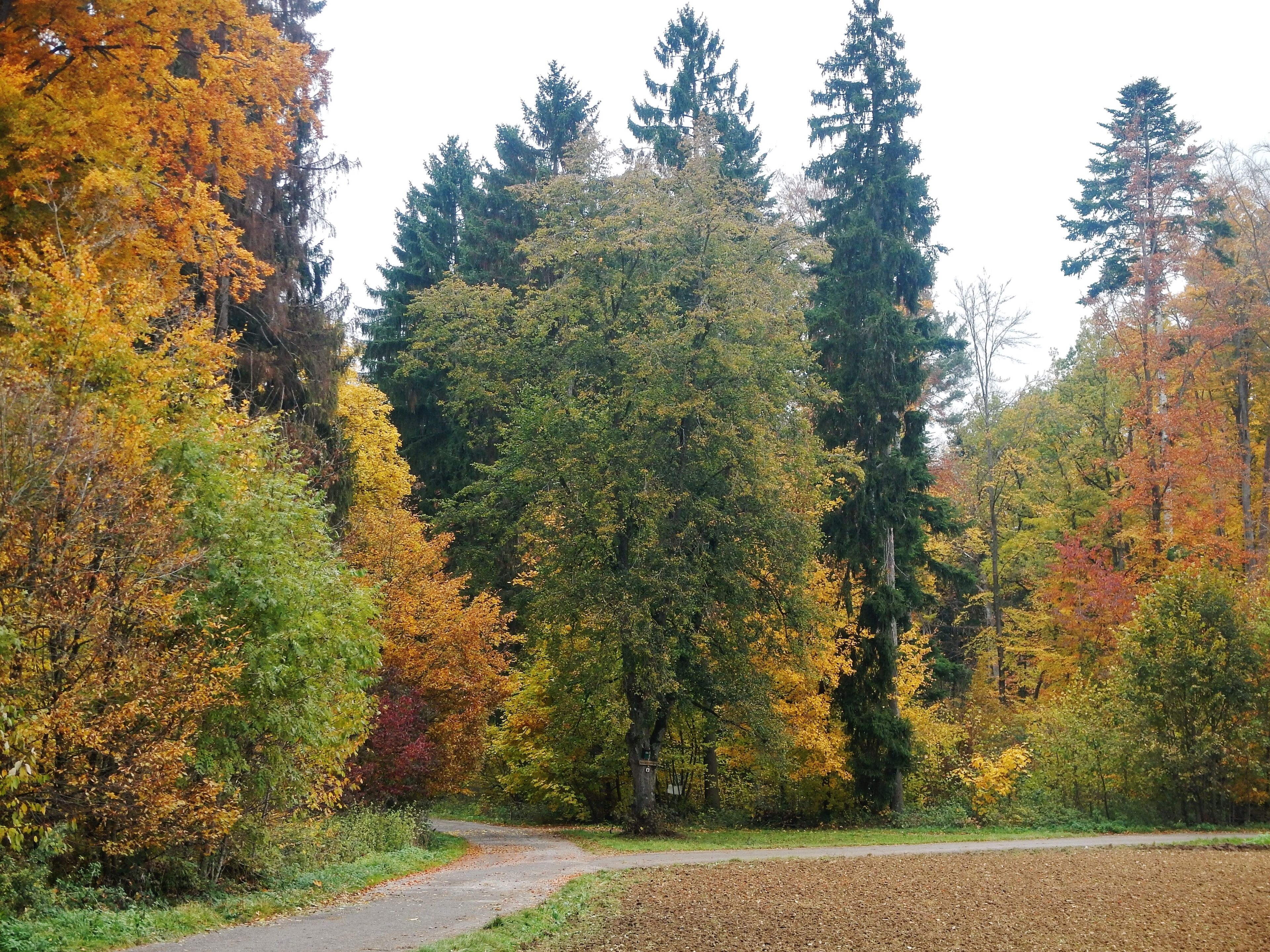 Das ist nicht die Friedenslinde von 1871 bei Oberjesingen