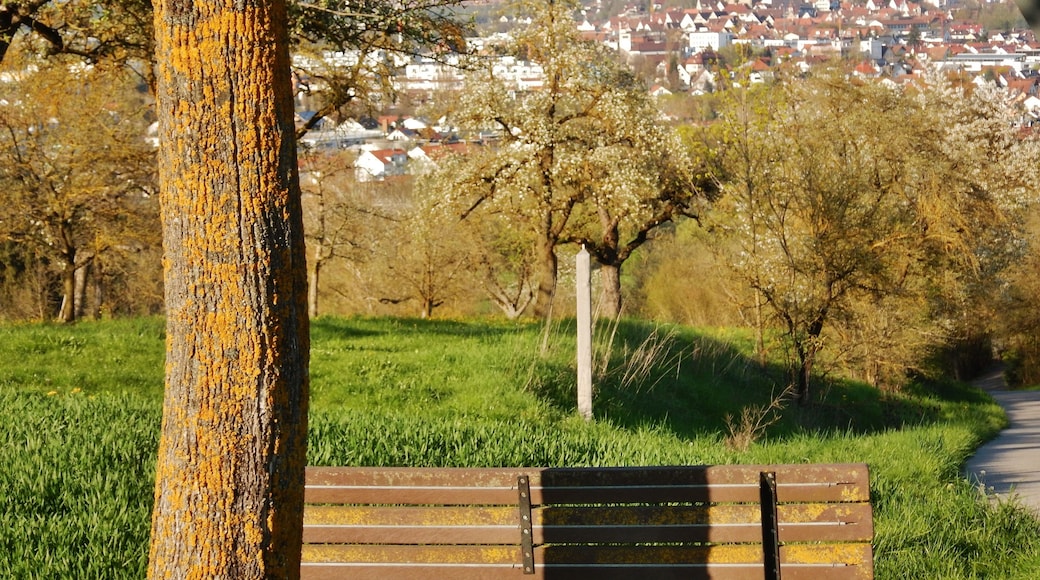 Blick nach Herrenberg mit Stiftskirche und Schlossberg