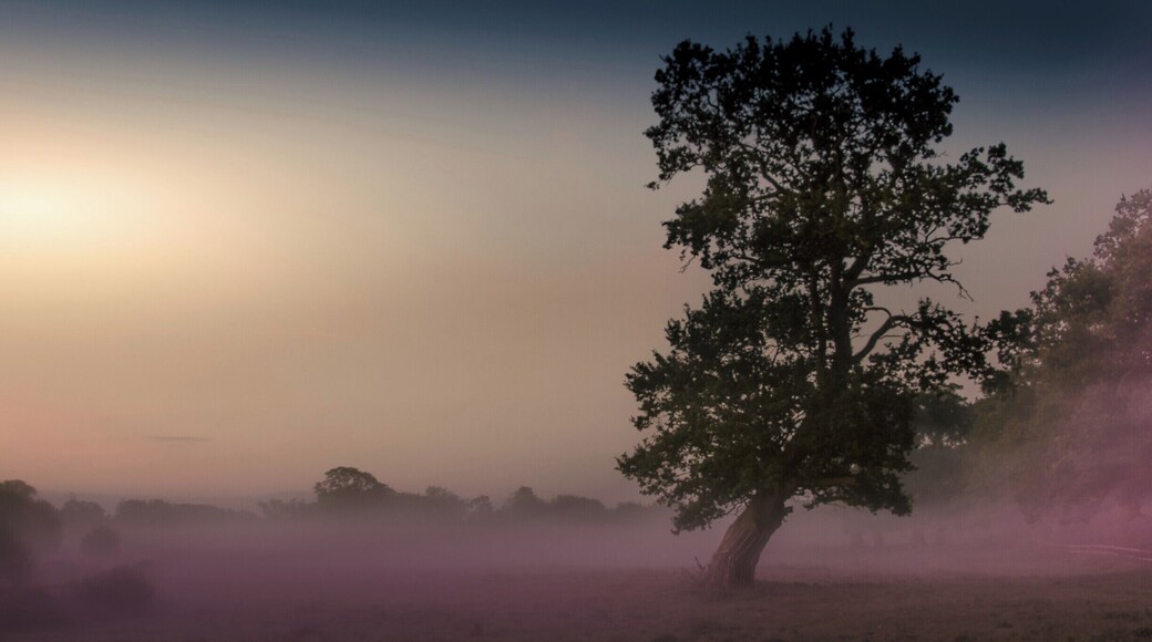 Early morning mist near home.