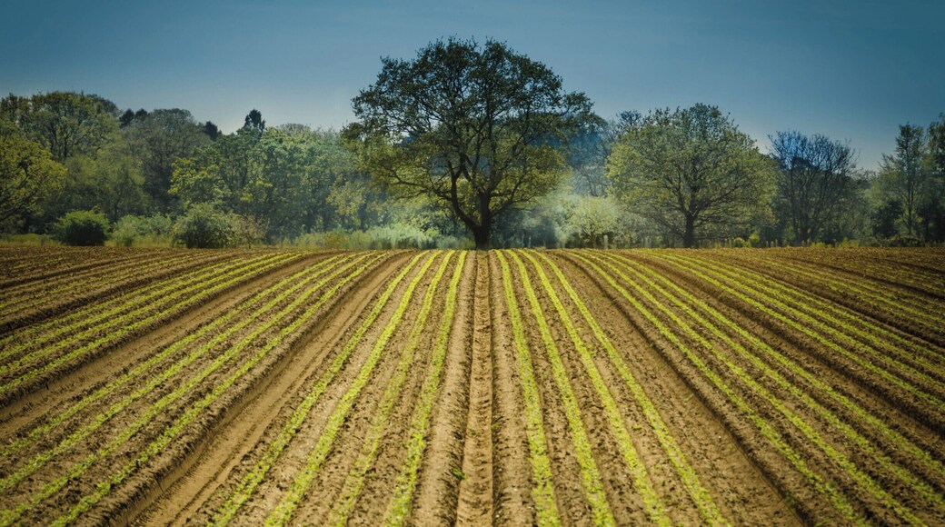A nicely ploughed field