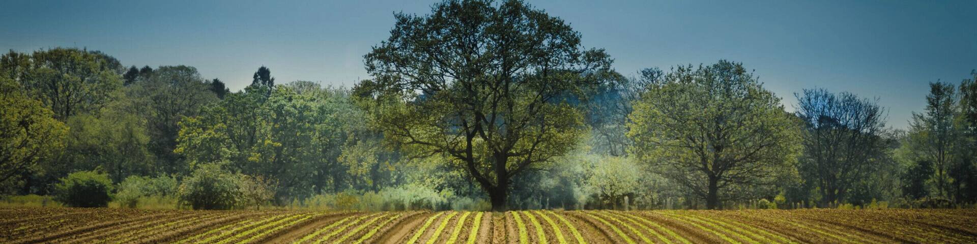 A nicely ploughed field