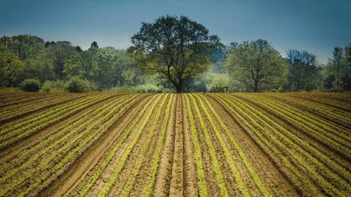 A nicely ploughed field