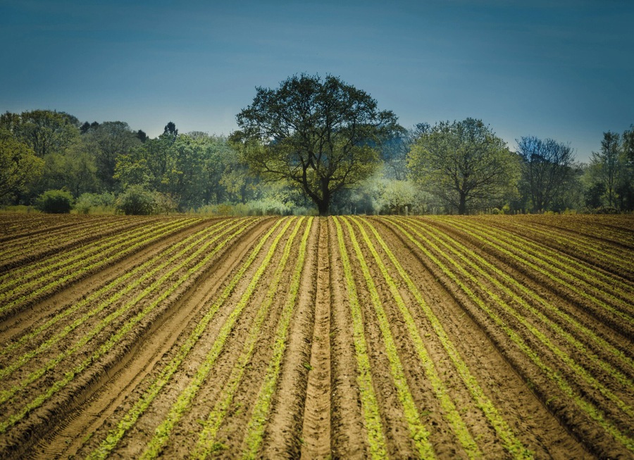 A nicely ploughed field