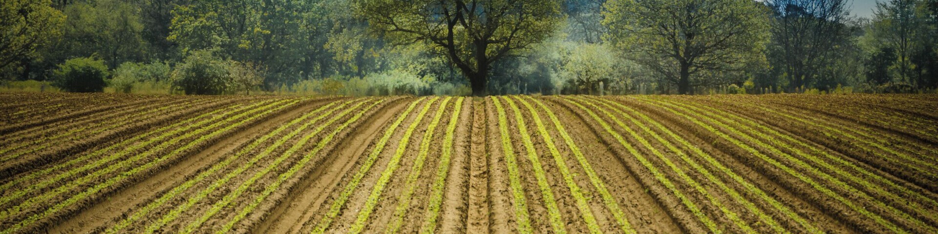 A nicely ploughed field