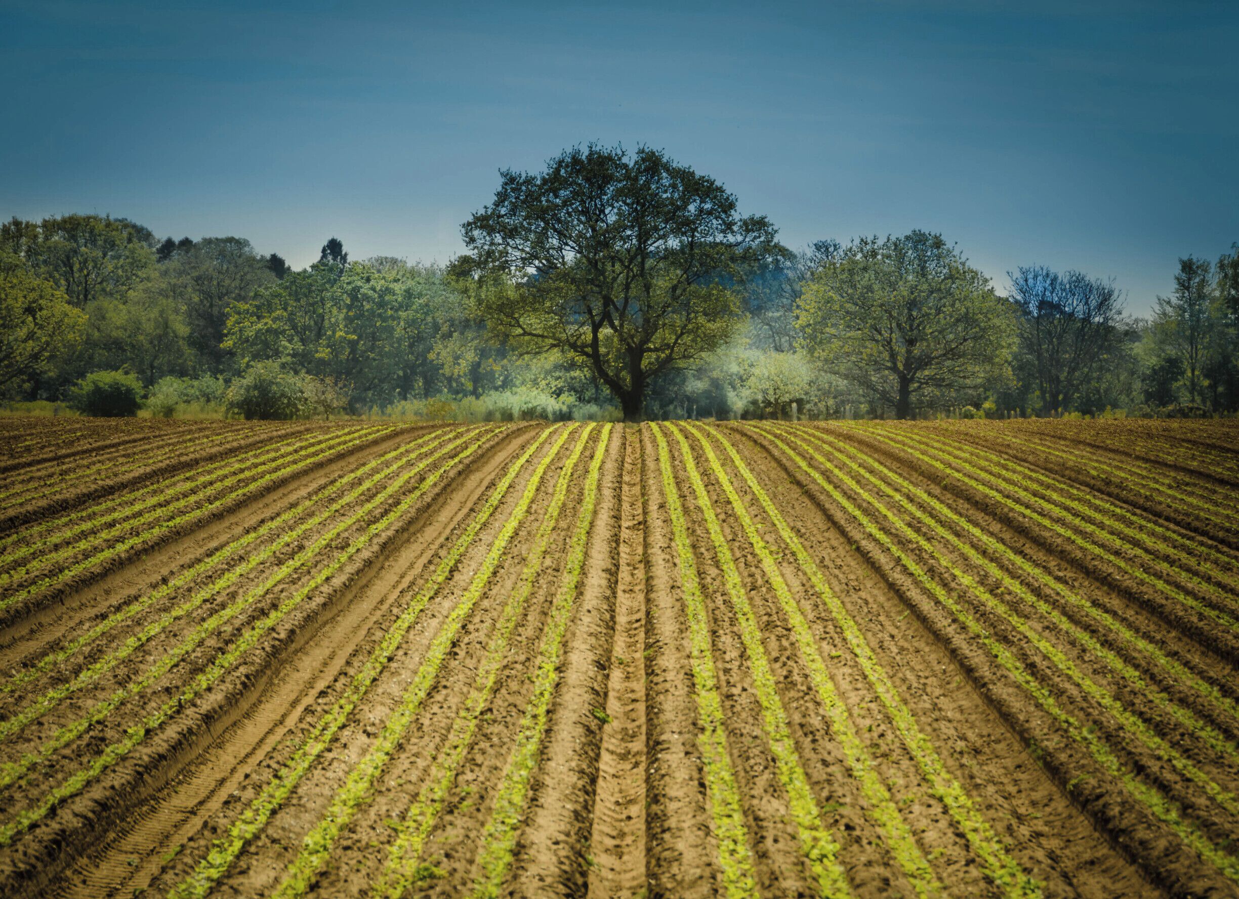 A vast agricultural field with rows of crops under a clear sky.