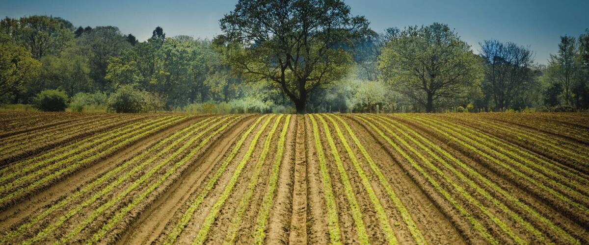 A vast agricultural field with rows of crops under a clear sky.