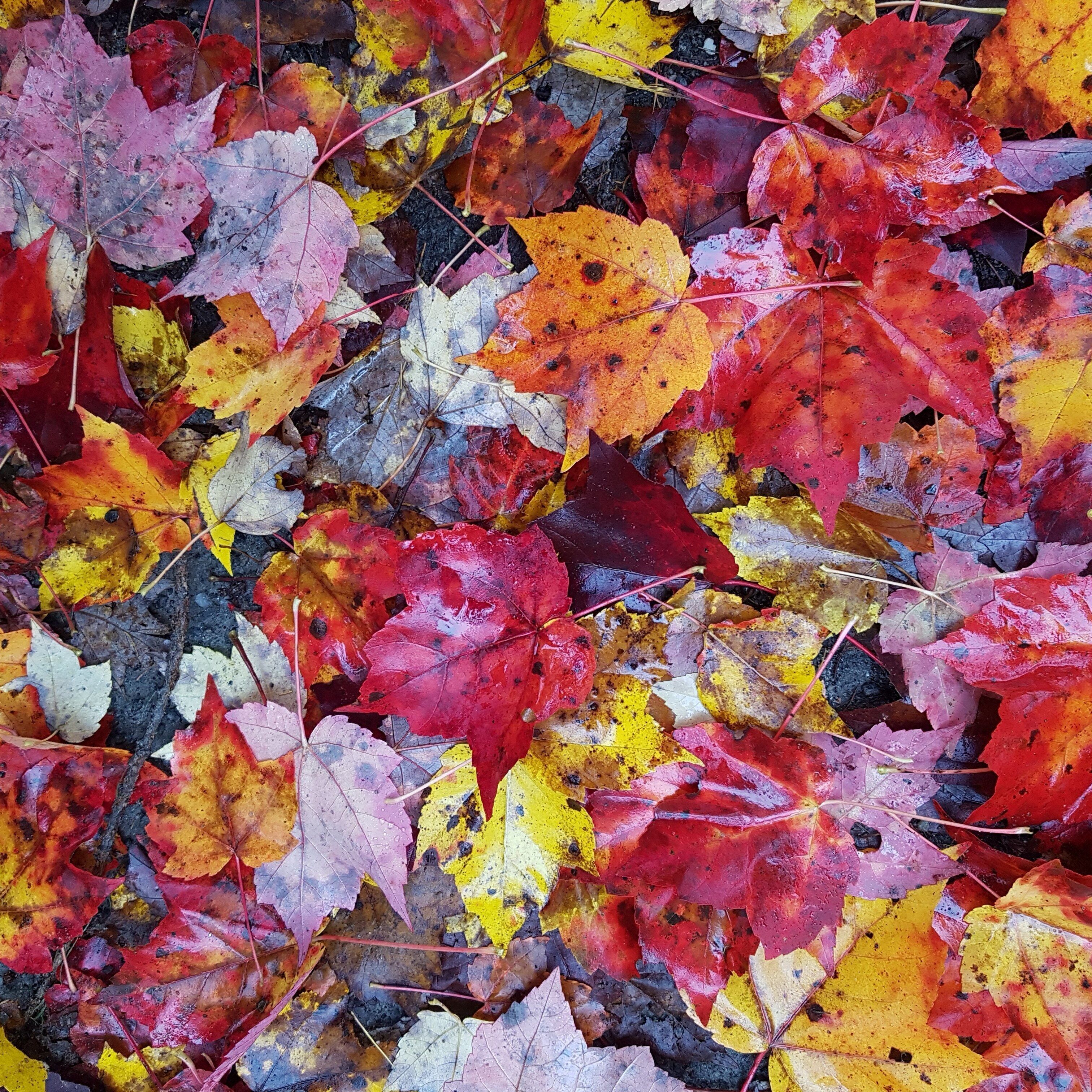 So colourful for the fall canopy.