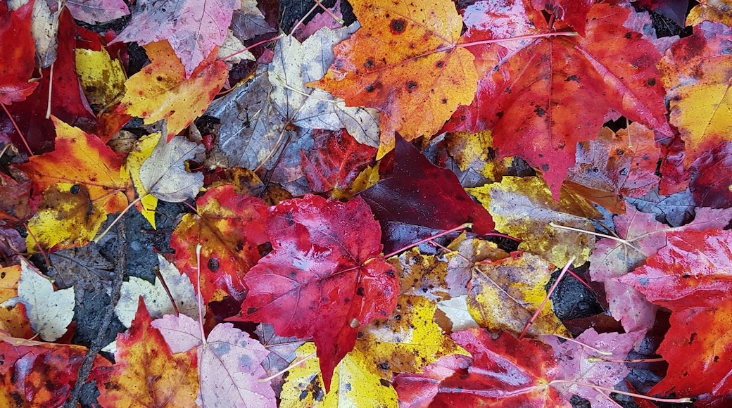 So colourful for the fall canopy.