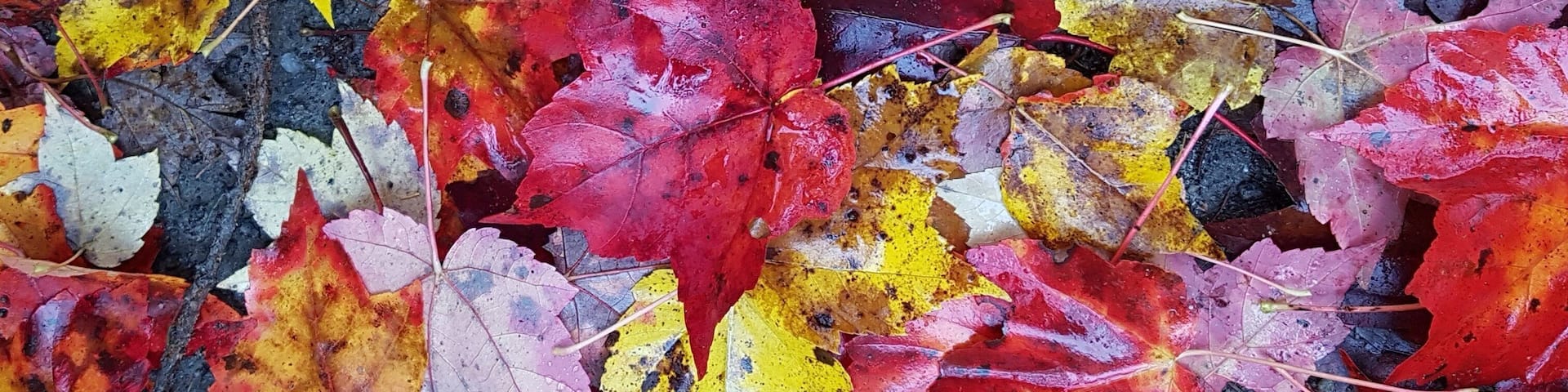 So colourful for the fall canopy.